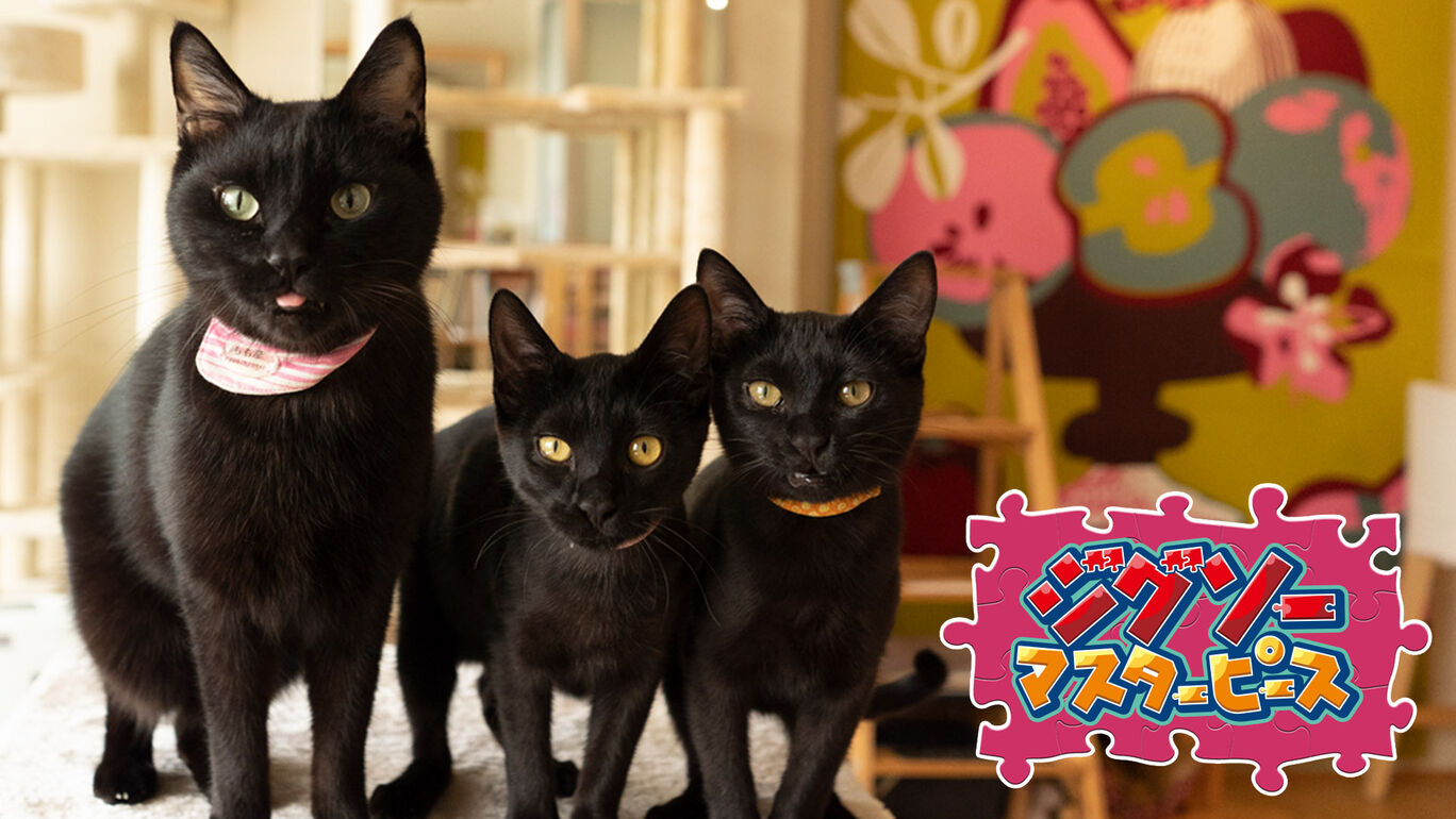黒猫 保護猫カフェ ねこびやか編 五十嵐健太 My Nintendo Store マイニンテンドーストア
