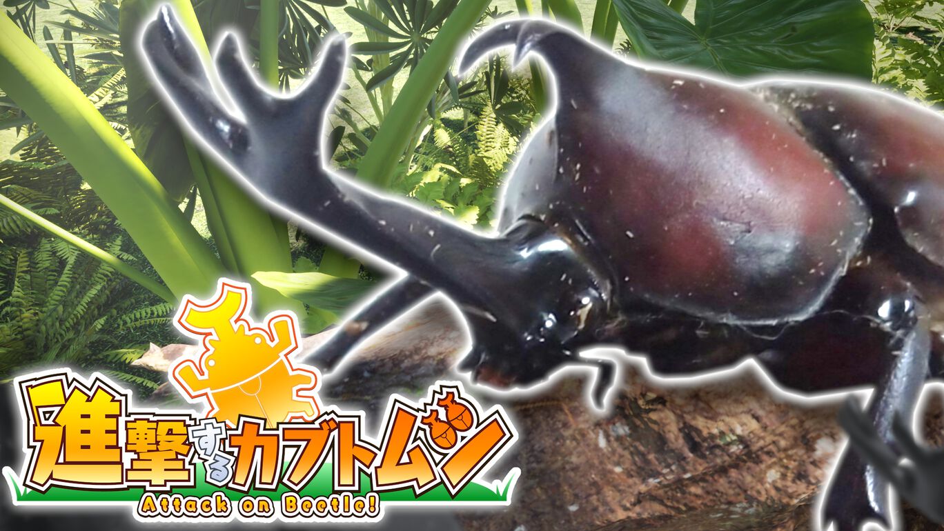 進撃するカブトムシ ダウンロード版 My Nintendo Store マイニンテンドーストア