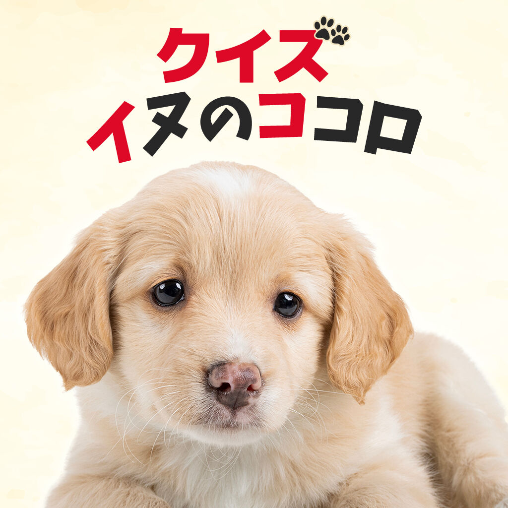 クイズ イヌのココロー犬イヌ癒しの雑学教養トリビア学習豆知識テストー icon