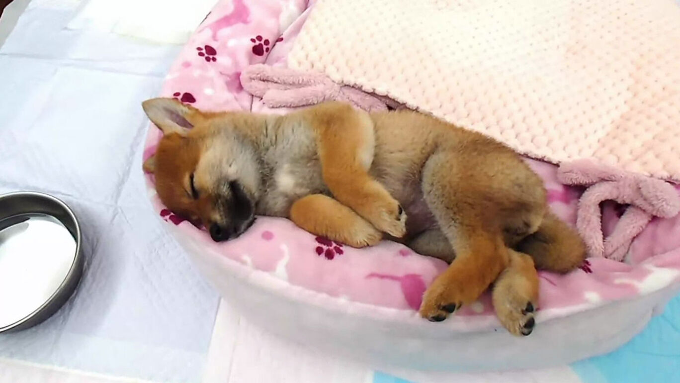 ツクールシリーズ 柴めくり ダウンロード版 My Nintendo Store マイニンテンドーストア