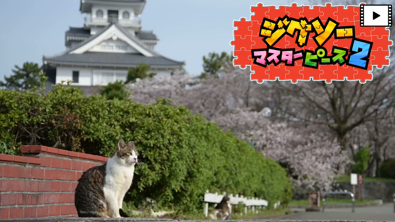 【動く】そとねこ