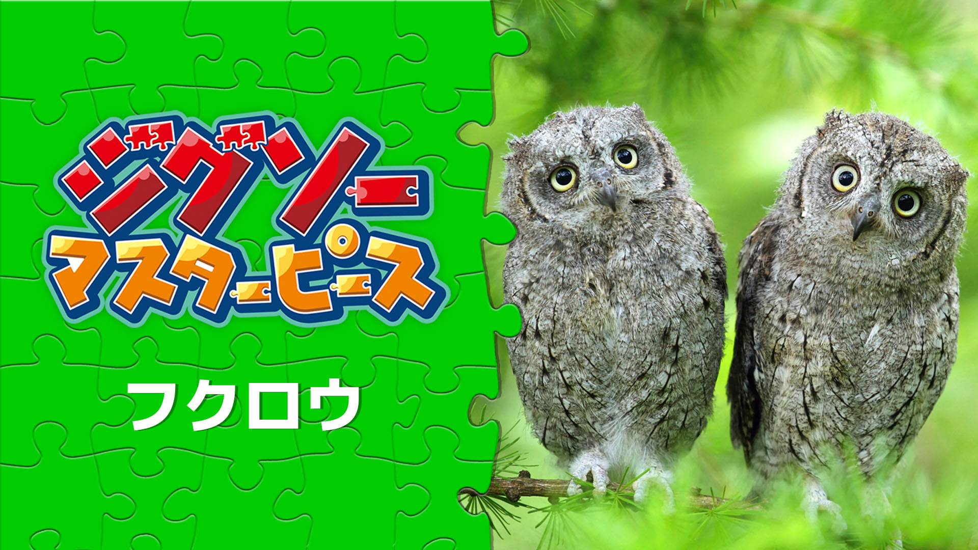 フクロウ | Nintendo Store